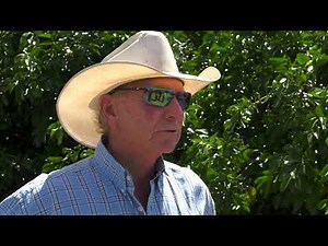 "How Raised-beds Improve Citrus Irrigation Efficiency" - Feature - (2020)