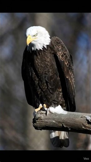 eagle #eagle #eagleflying #thebirdsonggroup #birdingparadise #eagleinflight #birdnest #birdsong