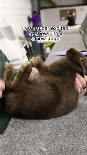 Risking HYPOTHERMIA for a Rabbit Show - Part ONE