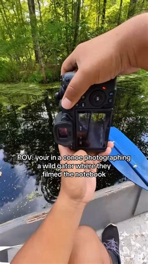 South Carolina just casually having swamp puppies 🐊 if you too want to canoe with these adorable gators, check out cypress gardens in South Carolina! #southcarolina #swamp #photography #wildlife #cypressgardens