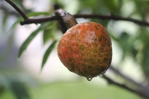 Cherimoya vs. Custard Apple: What Are the Differences?