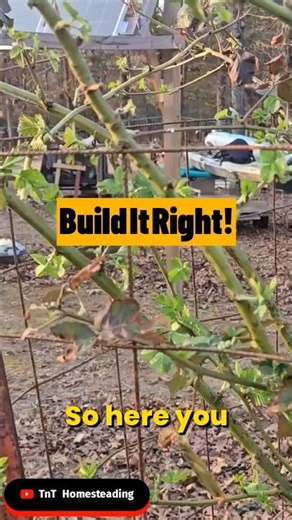 Building a Stronger Blackberry Trellis! #shorts