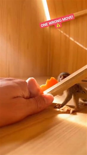 This footage captures an impossible moment! Watch as a huge python inches along a crumbling cliff face, with a significant portion of its body dangling hundreds of meters over a sheer canyon drop. Its every movement risks a fatal fall. This amazing creature shows shocking bravery and incredible balance in one of nature's most extreme environments. Could you handle this height? Let me know your thoughts below! #cliff #heightspython,snake on cliff,extreme danger,canyon,sheer drop,animal risk,repti