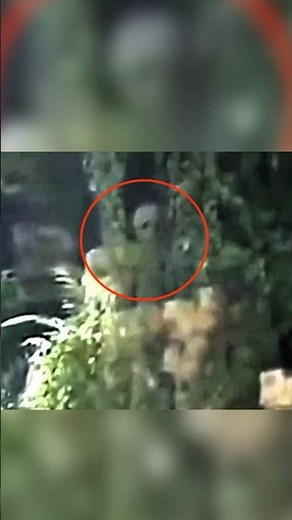 Ist das ein echtes ALIEN Foto?! 👽#creepy #alien #creepyshorts