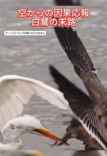 空からの因果応報、白鷺の末路 #野生動物 #鳥の世界 #自然の瞬間 #因果応報 #アフリカ #衝撃映像