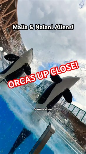 Orcas Malia & Nalani Double Alien UP CLOSE!🤩🐳 #seaworldvideos #orca #seaworld #cuteanimals #shorts