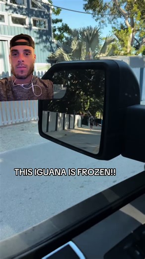 FROZEN IGUANAS in south florida!!! This one thawed out and was fine!!