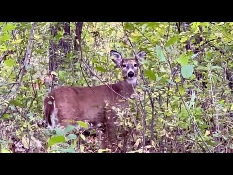 Springbrook Nature Center, Friedly, MN (10/23/25)