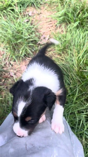 Puppy’s learning the ropes ( how to desensitise your dog)