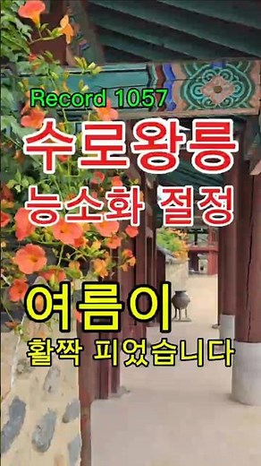 김해 수로왕릉 능소화🌺 경모문 담장을 물들인 여름꽃
