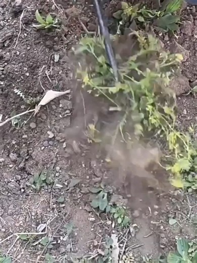 Watch weed puller tool on Amazon Live