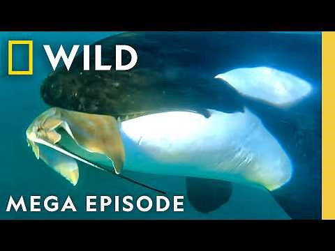 How Whales Became the Ocean's Top Predator | Whale MEGA Episode | Nat Geo Animals