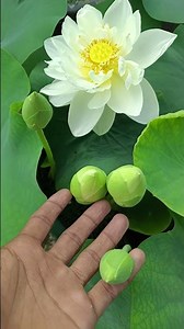 Grow White Lotus Like a Pro 🌸✨#trendingshorts #flowers #viralvideo #lotus