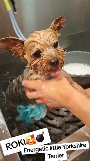 🐶 Endless Energy! ⚡ | Roki the Yorkshire Terrier