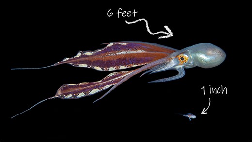Blanket Octopus Females Are As Long As Adult Humans. The Males? But A Peanut