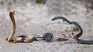 5.1M views · 37K reactions | King Cobra vs Rat Snake Fight...Who will win ?? Get at more: https://goo.gl/xLpdLg | Wild Animal World | Facebook