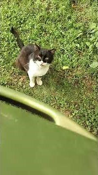 Another video of sweetie pie