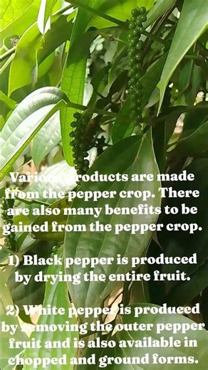 pepper #how #fruit #aggri