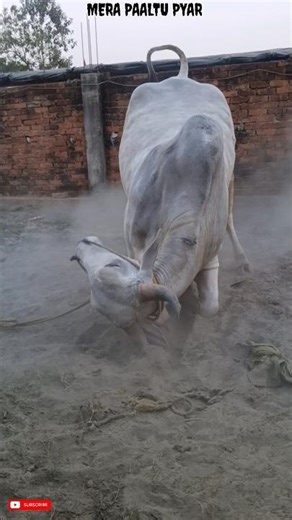most angry 😡 Ongole ox for 2026 from Aslam dairy farm #ytshorts#cattlefarm#biggestbull#bigbull