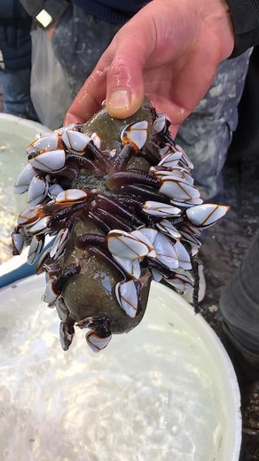 Exploring Barnacles: A Close-Up View of Marine Life
