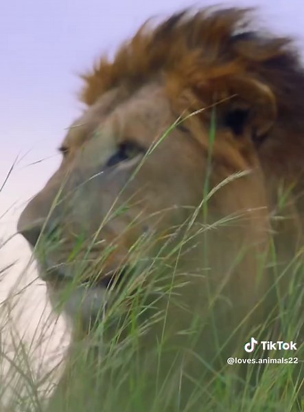 Exploring the World of Wildlife: The Majestic Lion