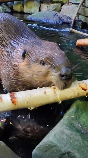 Filbert the Beaver's Big Adventure