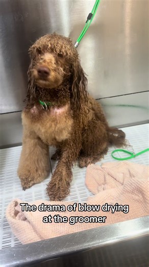 Grooming Tips for Your Red Poodle