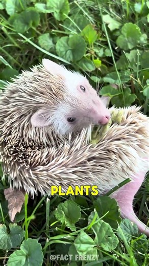 They're hiding something!🤫🦔 | #hedgehog #animals #animalfacts