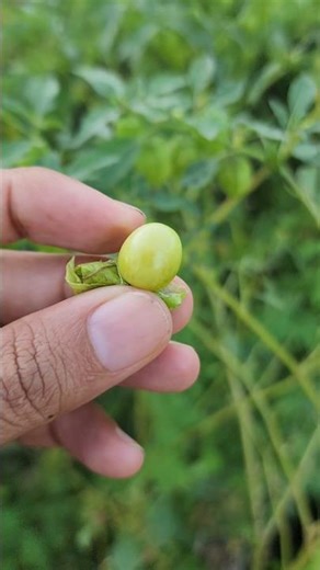 Growing Tomatillos: From Bloom to Harvest! 💚
