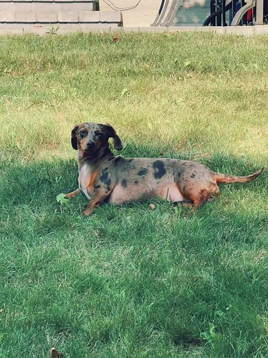 A day in the life of Chili Dog! #foryou #foryourpage #chili #dog #funny #fyp #puppy #doxie #dachsund #trending #weinerdog #puppiesoftiktok #dogs #dogsofinstagram #dog #dogstagram #puppy #doglover #dogoftheday #instadog #doglovers #doglife #pets #love #puppylove #puppies #pet #puppiesofinstagram #dogsofinsta #cute #instagram #of #petsofinstagram #dogslife #doggo #animals #ilovemydog #cats #doglove #petstagram #dogphotography #cutedogs