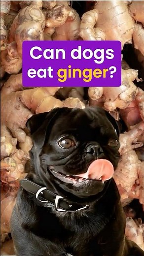 Is It Safe to Give Your Dog Ginger? 🫚