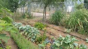 24 reactions · 5 comments | Holy Basil: Benefits for Your Brain and Your Body https://www.healthline.com/health/food-nutrition/basil-benefits | Lil Patch Of Heaven | Facebook