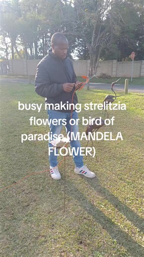 Daniel Tree felling (@danieltreefelling)’s videos with original sound - Daniel Tree felling