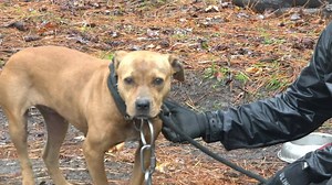 736 reactions · 159 shares | Help us rehabilitate animals who are hurting and hold animal abusers accountable for their crimes. Dogfighting victims are considered evidence and can spend months in our care until the case is closed. Your gift of $25 can help feed a rescued dog for over a month. Make a lifesaving gift now. | ASPCA | Facebook