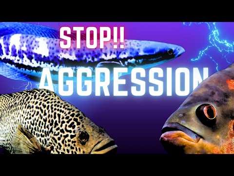 This One Trick Reduced Aggression in My Monster Tank