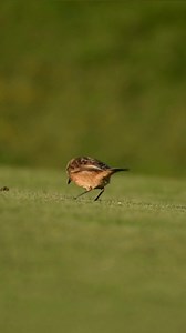 39K views · 6.9K reactions | Early bird gets the worm. A female Stonechat pecking away at a worm on one of the greens on the golf course. | The Robin Whisperer | Facebook