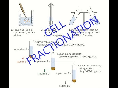 Cell Fractionation - A level Biology