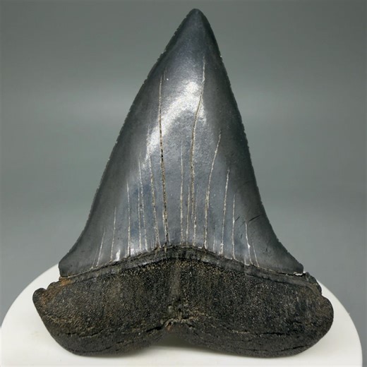 2.61" Extinct Mako Shark Tooth Fossil - South Carolina, Beautiful Gray