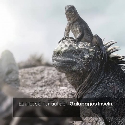 7.6K views · 220 reactions | Terra X nimmt Euch mit auf eine atemberaubende Weltreise: Um 19:15 Uhr lernt Ihr geheimnisvolle Inseln und ihre Bewohner kennen bei "Eine Erde - viele Welten". #PlanetEarth | ZDF | Facebook