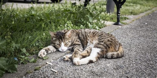 Ils accueillent un chat errant en détresse et découvrent une information renversante quelques jours plus tard