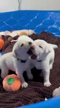 ADORABLE 3-Week-Old Labrador Puppies Learning to Wrestle and Play #cutepuppy #labrador #puppy