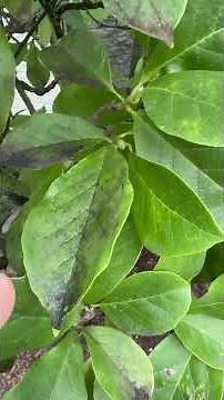 Protip: Magnolia trees that are infested with scales attract stinging insects