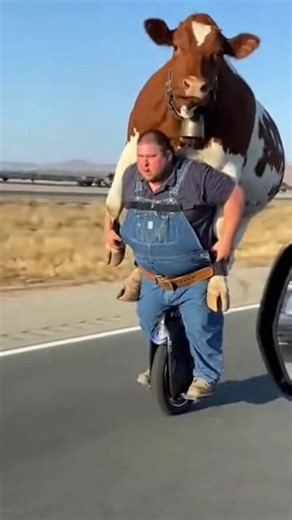 Man🤣Riding With a Cow on His Back! 🤯🐄😂 #funny #shorts #animals
