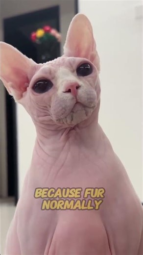 Why Some Cats Have No Fur | The Genetics Behind Hairless Cats