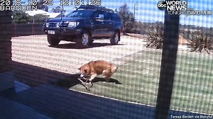 DOGGED: Home surveillance footage captured Chardy, a 9-year-old Shiba Inu, locked in battle with a venomous brown snake in South Australia, with the dog refusing to surrender and surviving a snake bite after being treated with anti-venom. https://abcn.ws/1c6SfMC | ABC World News Tonight with David Muir