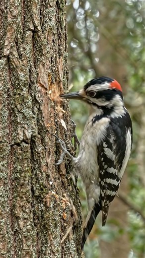 Woodpecker Is Building Its Home Inside This Tree #timelapse