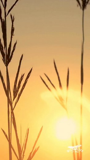 Most people assume wildlife management is neutral — a scientific process acting in the public interest. It isn’t. Every wildlife decision rests on values — what we believe is important, ethical, and worth protecting. Science informs those decisions, but it can’t make them. Science can tell you how many mountain lions could be killed before a population declines; it can’t tell you whether mountain lions should be hunted in the first place. That’s a values choice. The problem is that the values cu