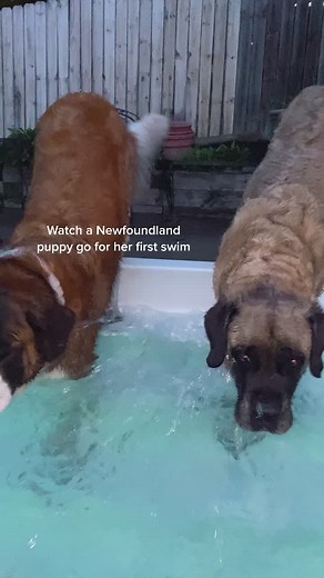 Adorable Newfoundland Puppy's First Swim in Spring Water
