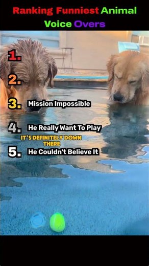 Ranking Funniest Animal Voice Overs Moments