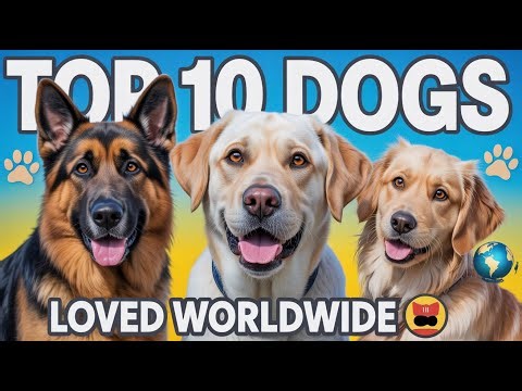 TOP 10 DOGS|MOST LOVED WORLDWIDE